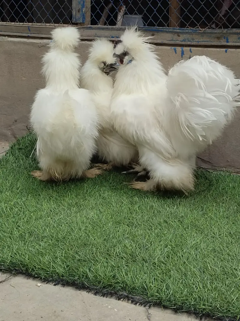 Fancy breeds — photo 2