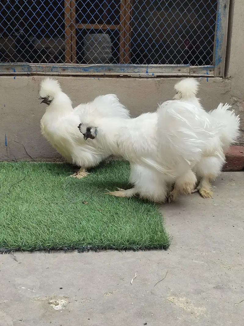 Fancy breeds — photo 3