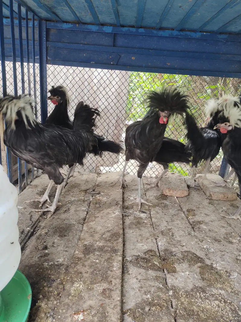 Fancy breeds — photo 4