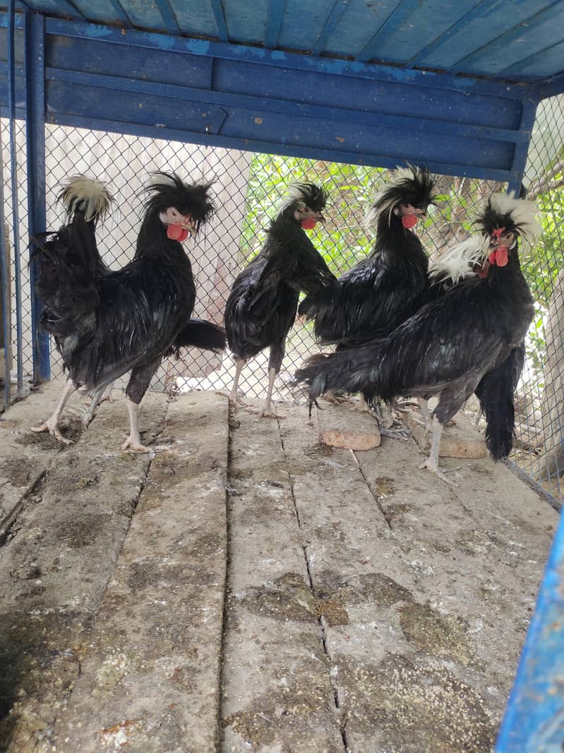 Fancy breeds 4