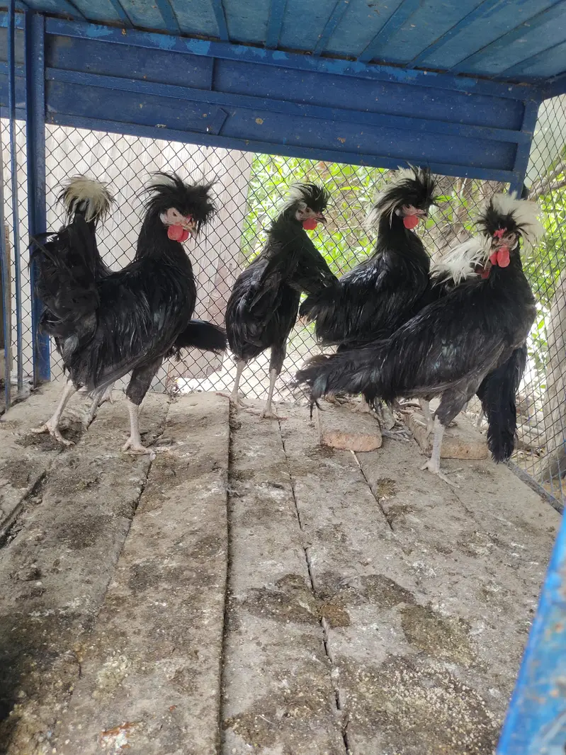 Fancy breeds — photo 5