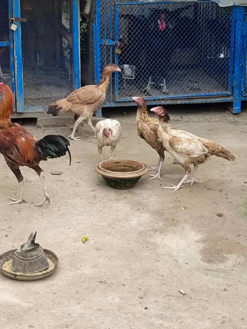 Fancy breeds 5