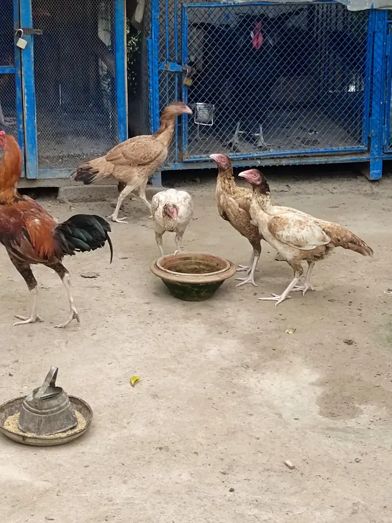 Fancy breeds — photo 6