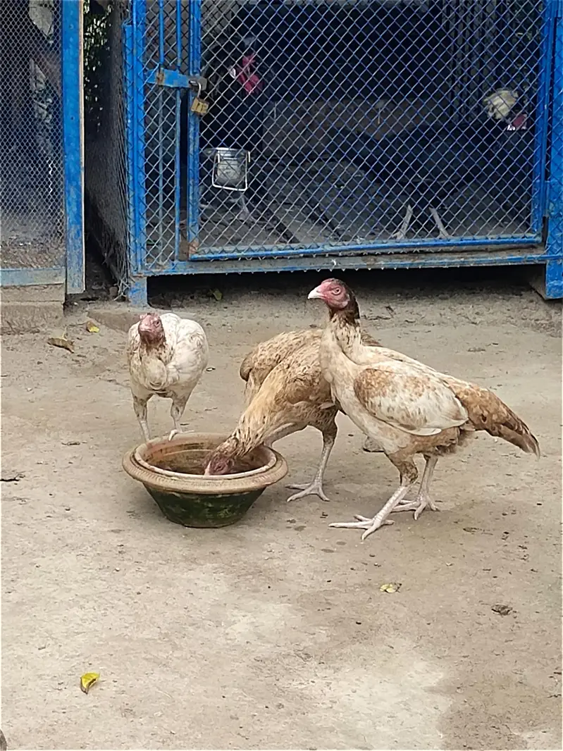 Fancy breeds — photo 7