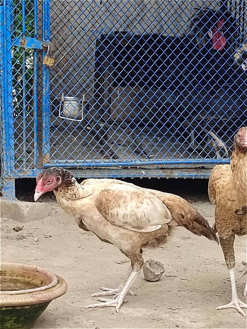 Fancy breeds 7