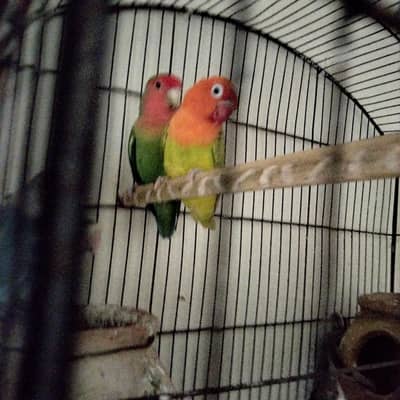 sale these love bird parrots