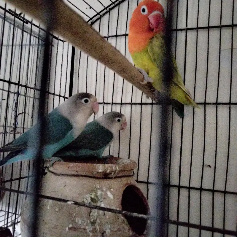 sale these love bird parrots — photo 2