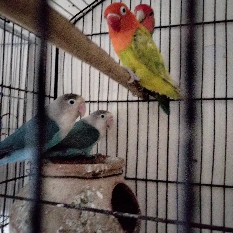 sale these love bird parrots — photo 3