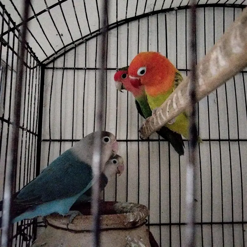 sale these love bird parrots — photo 4
