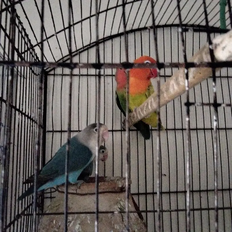 sale these love bird parrots — photo 5