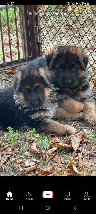 German Shepherd puppies long cot for sale my WhatsApp. 03493731440