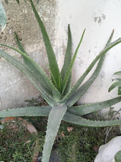 alovera plants