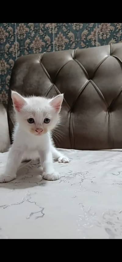 kitten for sale