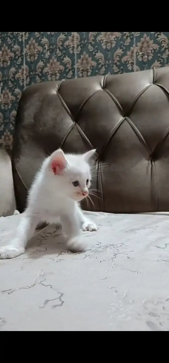 kitten for sale — photo 2