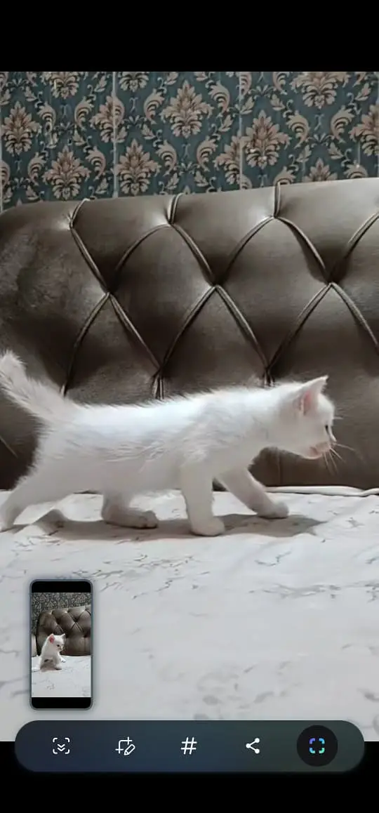 kitten for sale — photo 3