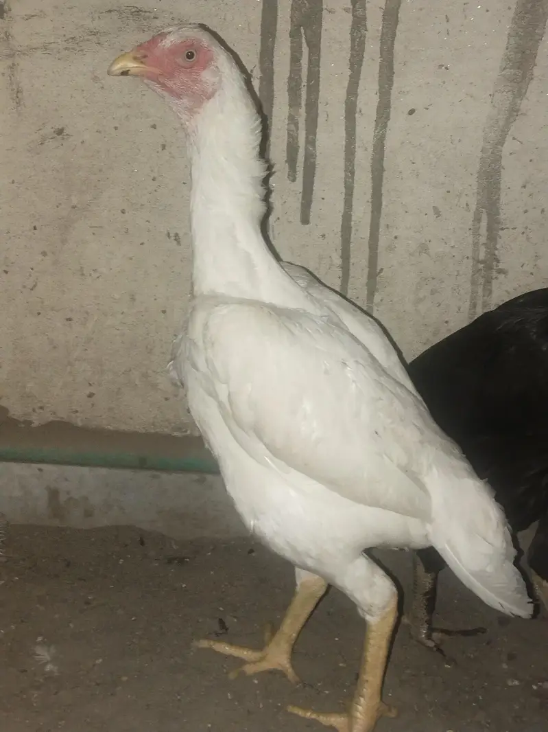 pure aseel lasani ready to breed home breed — photo 6