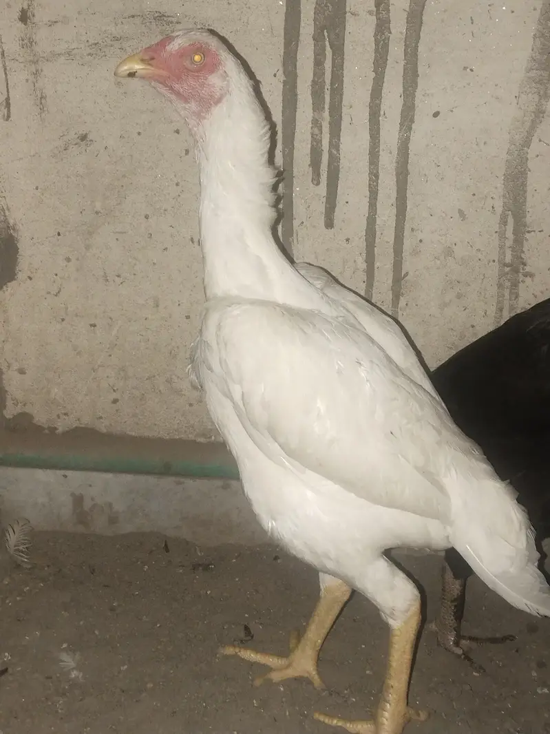 pure aseel lasani ready to breed home breed — photo 7