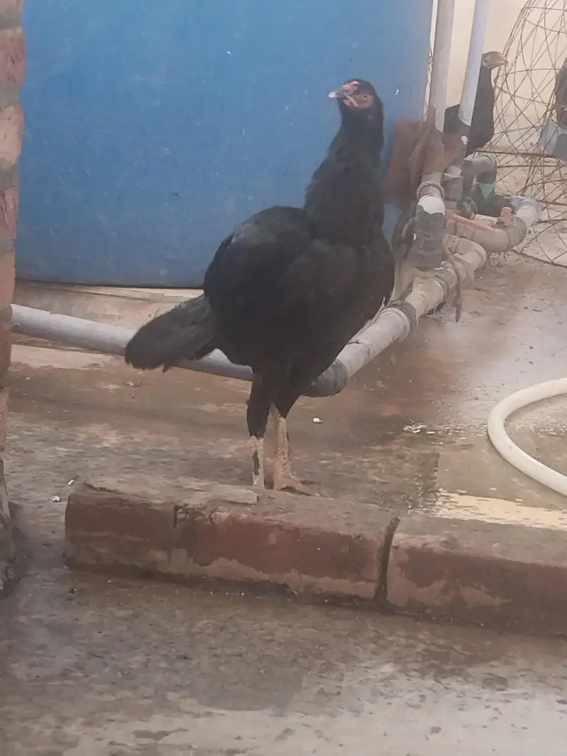 pure aseel lasani ready to breed home breed — photo 8