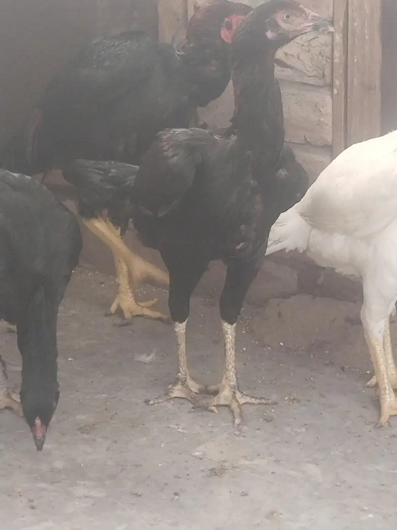 pure aseel lasani ready to breed home breed — photo 10