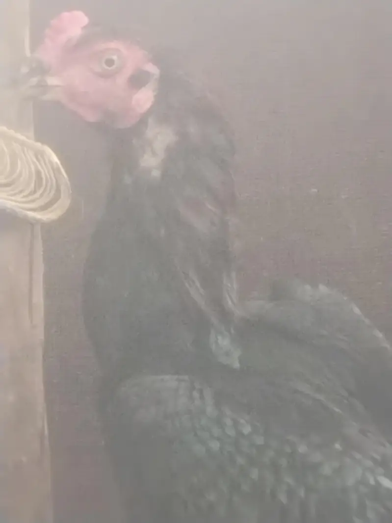 pure aseel lasani ready to breed home breed — photo 11