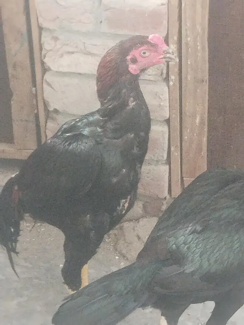 pure aseel lasani ready to breed home breed — photo 12