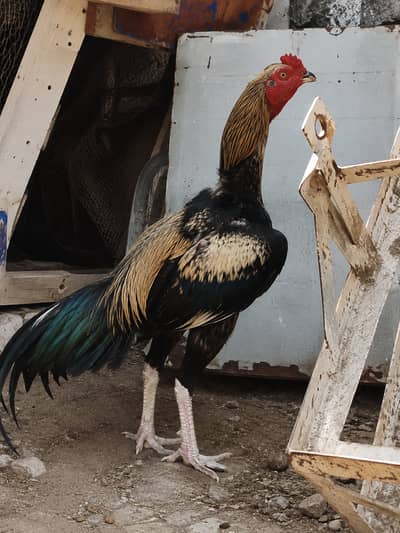 Java Aseel best for Game & Breeding