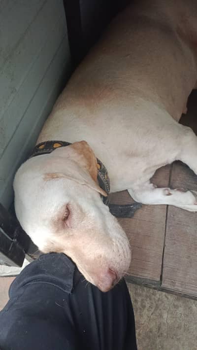 Labrador Male and female, single dog, for Sale