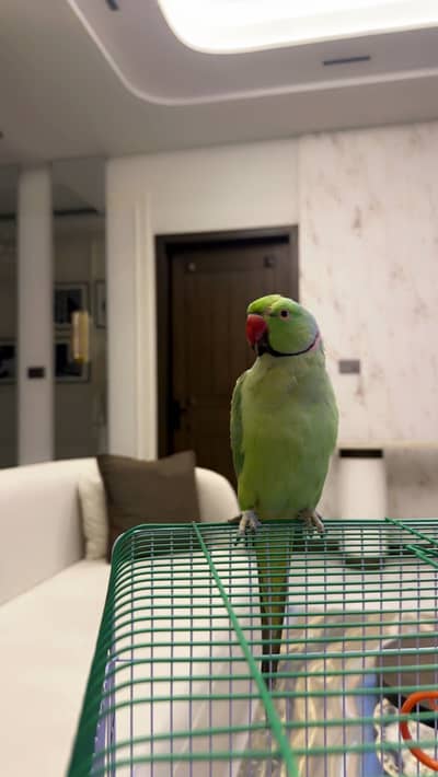 Hand tamed parrot 1 year age male