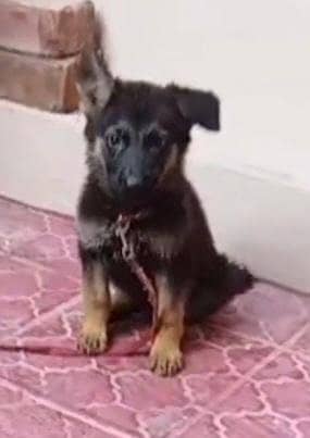 German Shepherd Female urgent for sale
