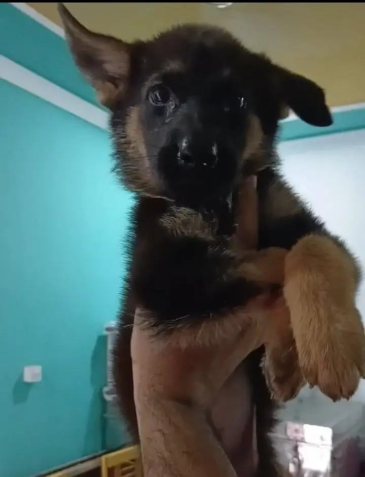 German Shepherd Female urgent for sale — photo 2
