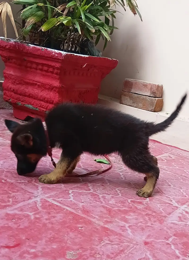 German Shepherd Female urgent for sale — photo 3