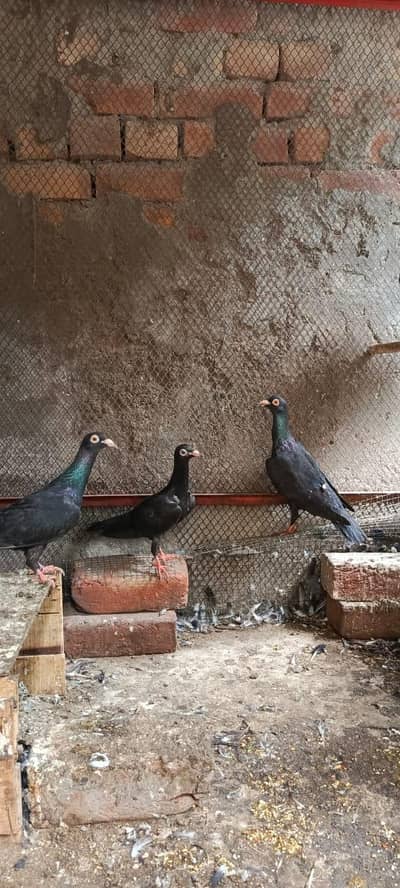 black pigen