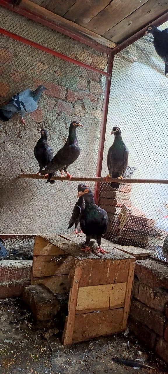black pigen 1