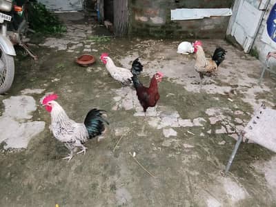 dysa male hen for sale