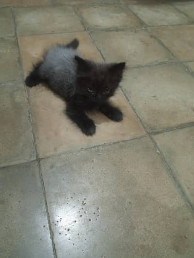 persian kittens piar 03132710463