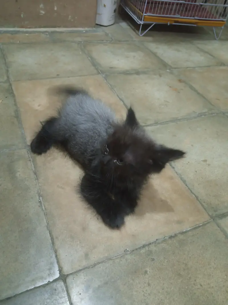persian kittens piar 03132710463 — photo 2