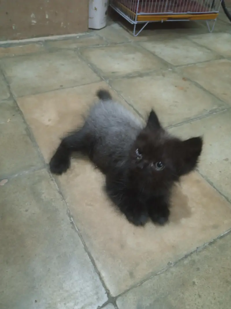 persian kittens piar 03132710463 — photo 3