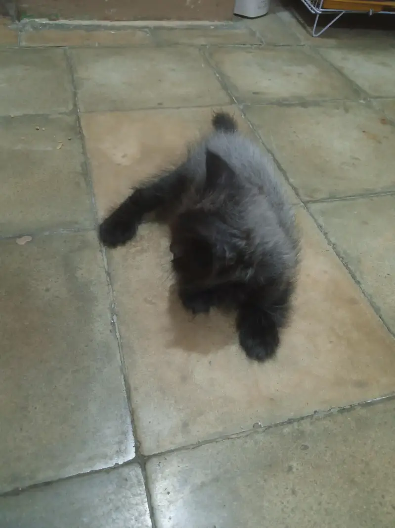 persian kittens piar 03132710463 — photo 4