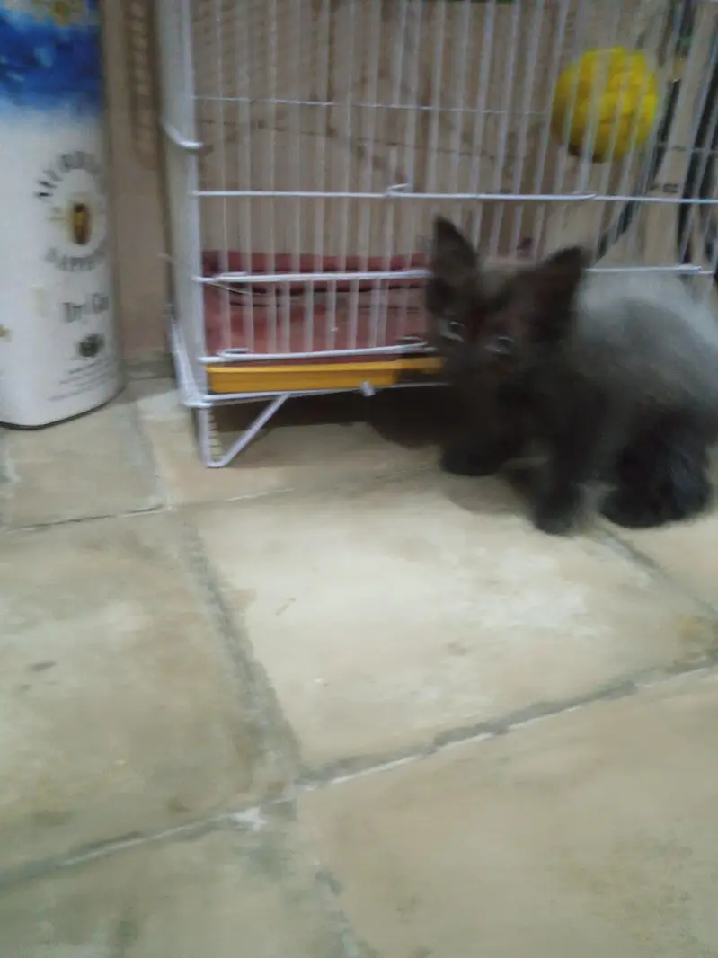 persian kittens piar 03132710463 — photo 5