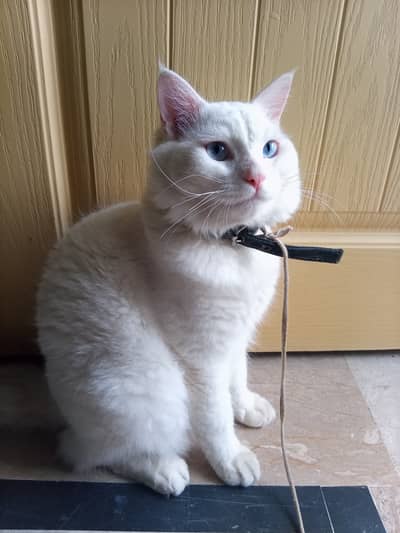 Snow white cat