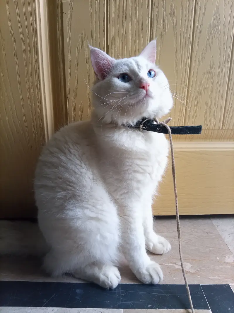 Snow white cat — photo 2