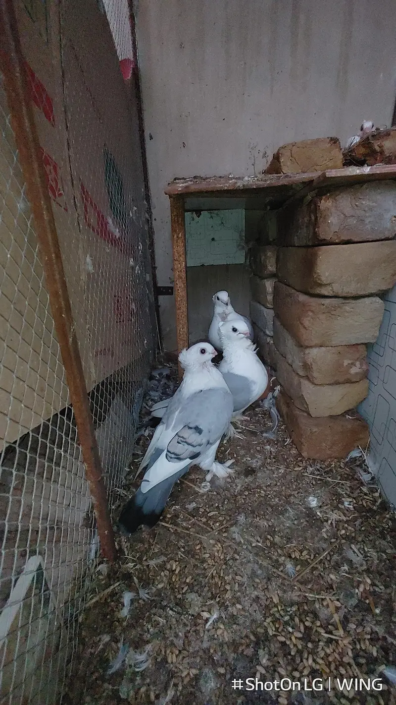 Sentient Kabutar — photo 3