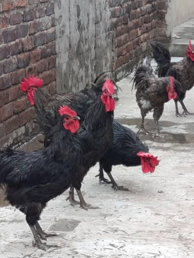 Heritage Australorp Rooster