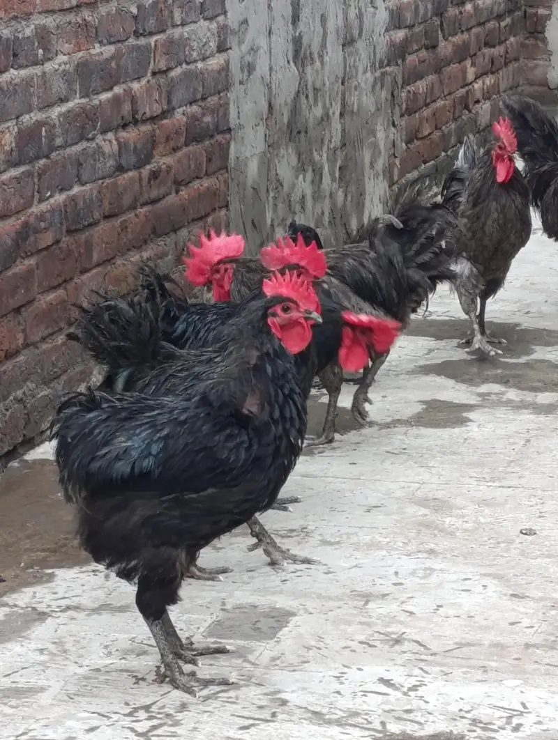 Heritage Australorp Rooster — photo 2