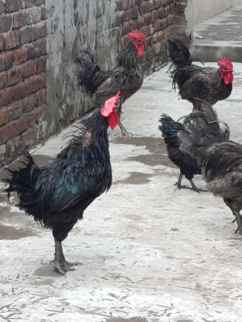 Heritage Australorp Rooster — photo 3
