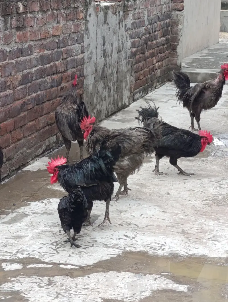 Heritage Australorp Rooster — photo 4