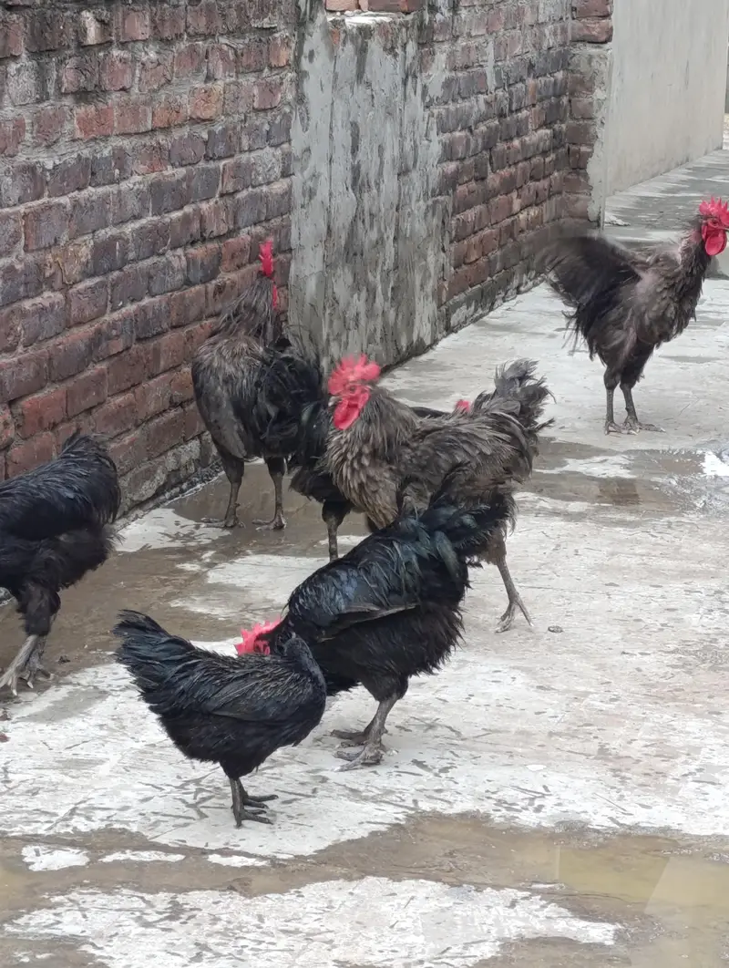 Heritage Australorp Rooster — photo 5