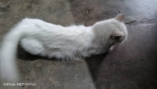 White Cat for Sale