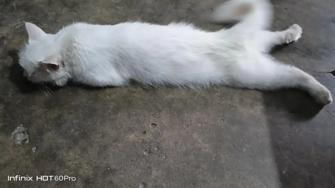 White Cat for Sale — photo 2