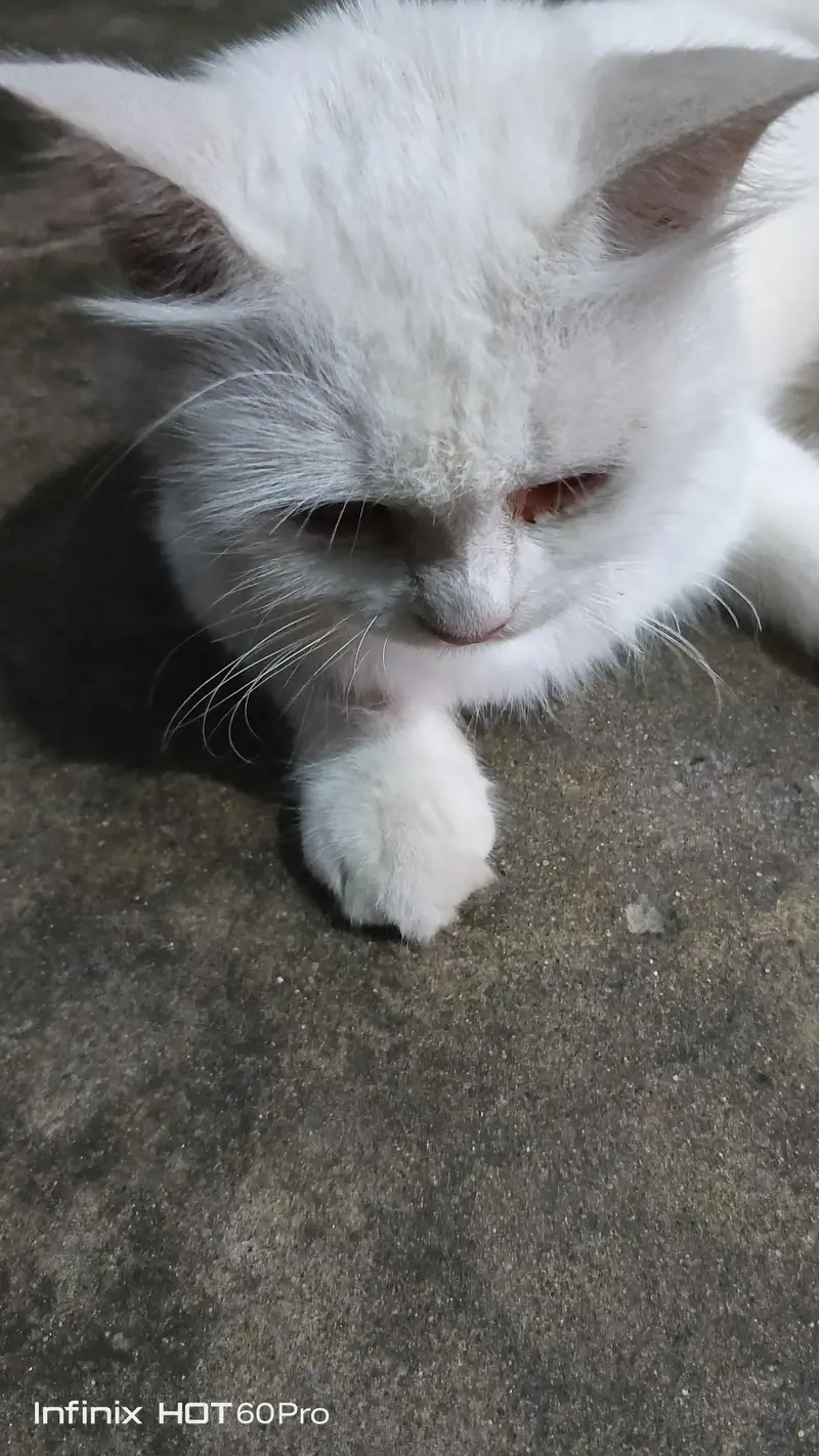 White Cat for Sale — photo 3